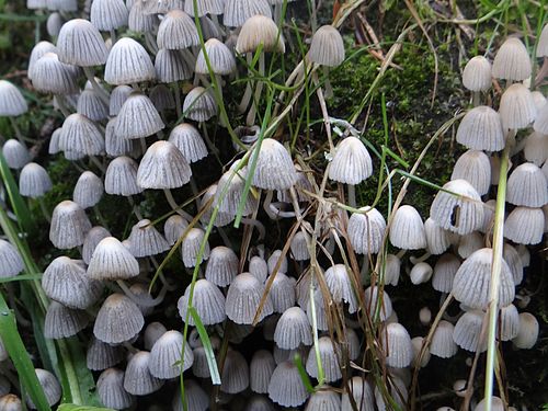 Coprinellus disseminatus